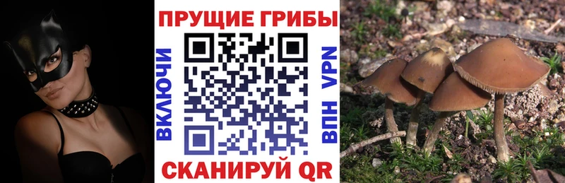 купить наркотик  Чаплыгин  Псилоцибиновые грибы ЛСД 
